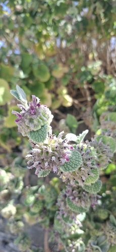 Pseudodictamnus hirsutus