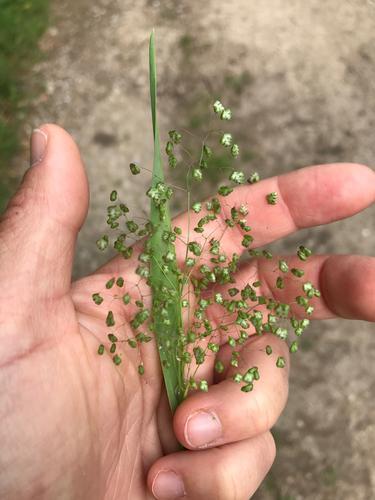 Little quaking-grass