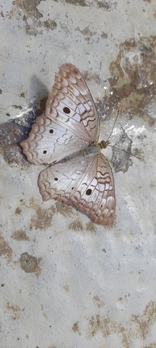 White Peacock