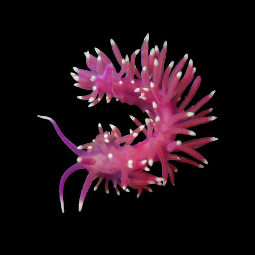 Pink Coryphella