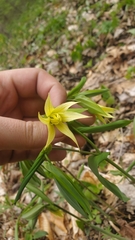 Uvularia