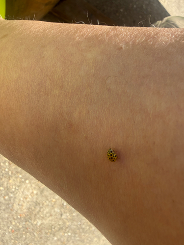 22-spot Ladybird