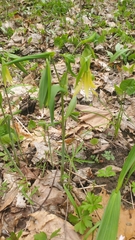 Uvularia