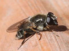 Cheilosia caerulescens