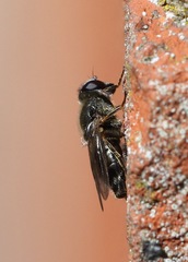 Cheilosia caerulescens