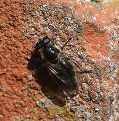 Cheilosia caerulescens