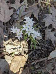 Claytonia lanceolata