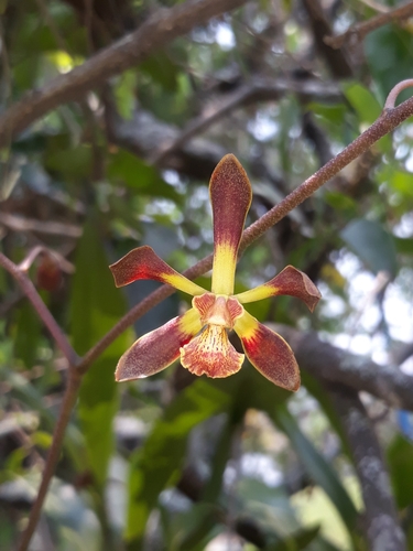 Encyclia parviflora, photograph 3