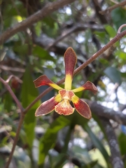 Encyclia parviflora