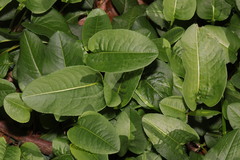 Bistorta officinalis