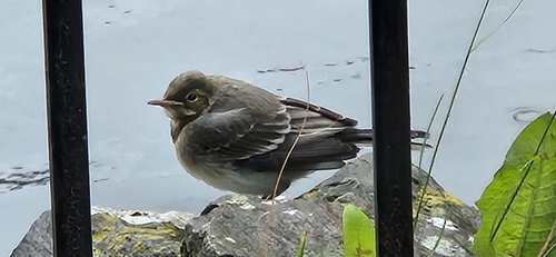 White Wagtail