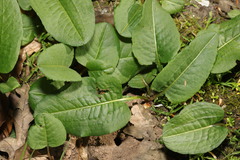 Bistorta officinalis