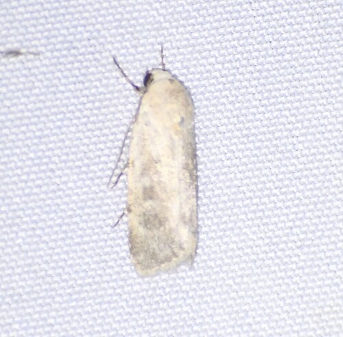 Leucocnemis perfundis