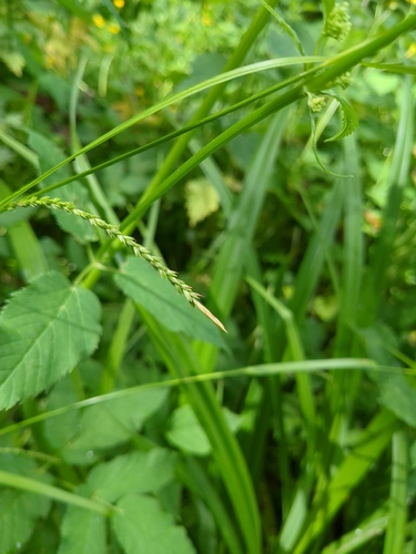 Carex strigosa, photograph 3