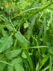 Carex strigosa, photograph (c) Gabrielle Jarvis, some rights reserved (CC BY)