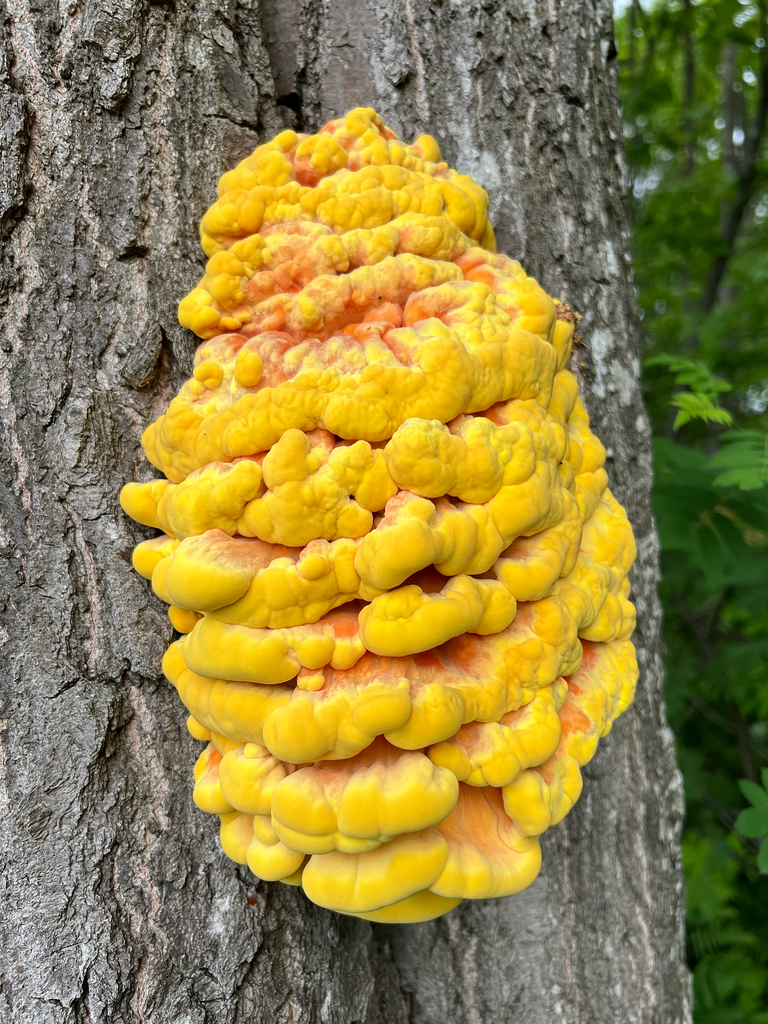 chicken of the woods · June 2026 · photo: Photo: no rights reserved · iNaturalist