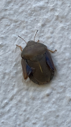 southern broad-bellied bug