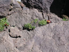 Calandrinia caespitosa