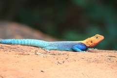 Agama lionotus