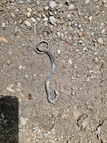grass snake