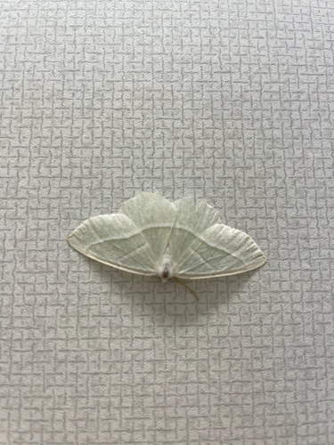 Light Emerald