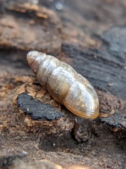 Cochlicopa lubrica