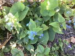 Brunnera