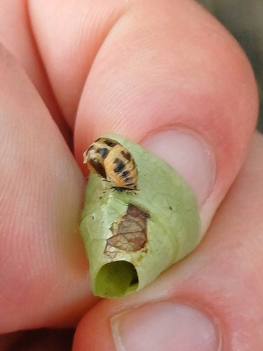 Asian Lady Beetle