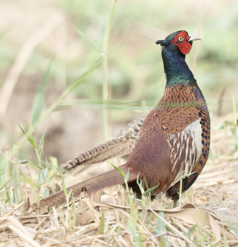 Yarkand pheasant