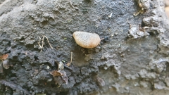 Gastropoda