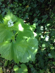 Alliaria petiolata