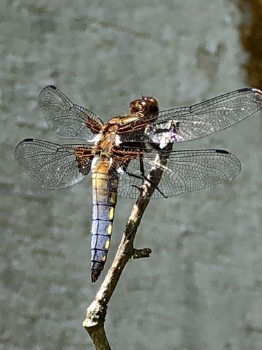Broad-bodied Chaser