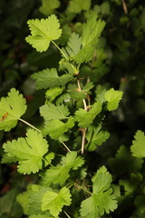 Ribes uva-crispa