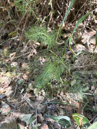 fennel