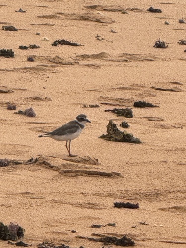 Semipalmated Plover