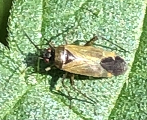 Common Nettle Flower Bug