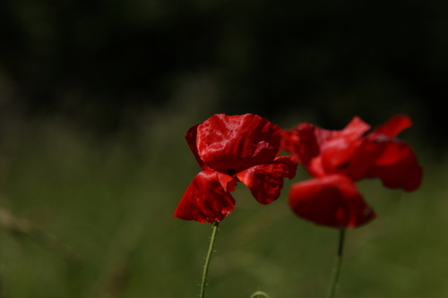 common poppy