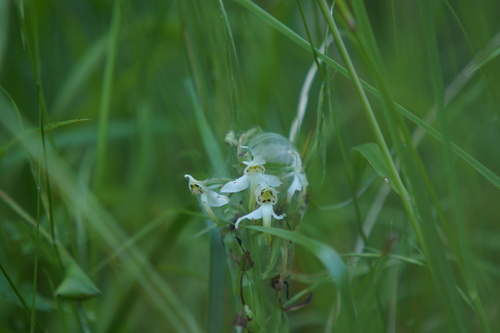 Greater butterfly-orchid