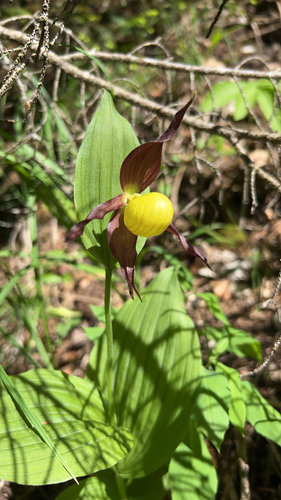 Lady's-slipper