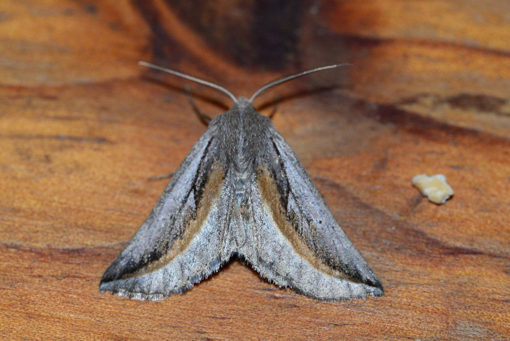 Drepanogynis calotaenia