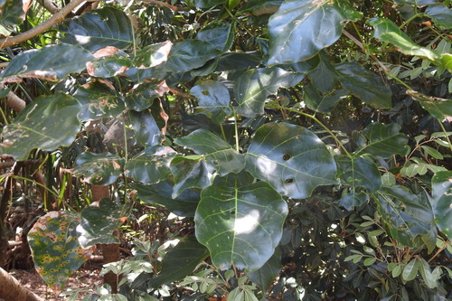 Pongamia pinnata iNat (1)