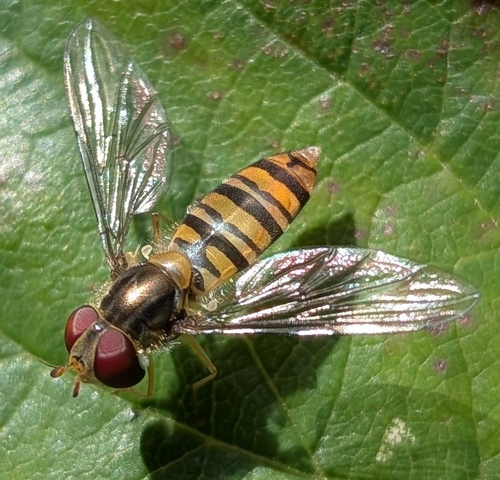 Marmalade Hover Fly