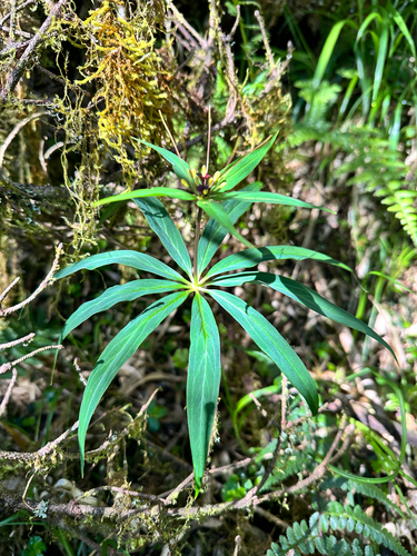 Paris polyphylla, photograph 4