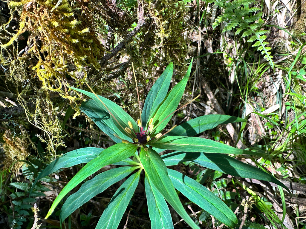 Paris polyphylla; photograph (c) Jaw-Jian La, some rights reserved (CC BY)