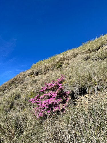 Rhododendron rubropilosum, photograph 2