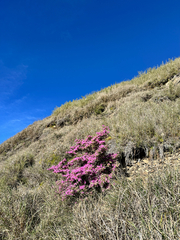 Rhododendron rubropilosum, photograph (c) Jaw-Jian La, some rights reserved (CC BY)