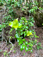 Ilex bioritsensis, photograph (c) Jaw-Jian La, some rights reserved (CC BY)