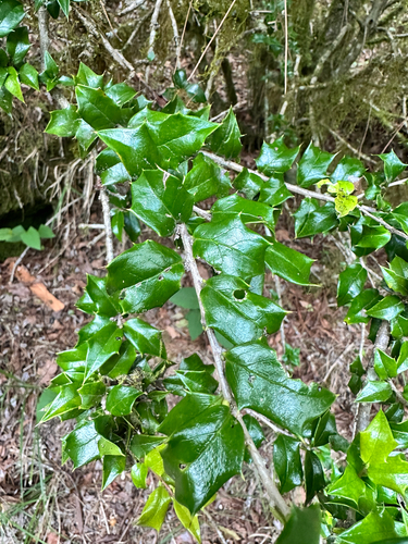 Ilex bioritsensis, photograph 3