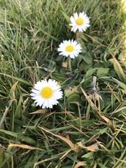 Bellis perennis