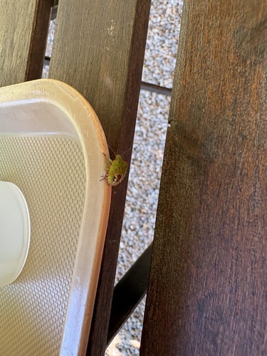 Southern Green Stink Bug